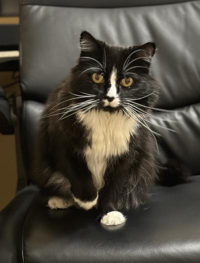 Queen Fiona the cat sitting on a chair